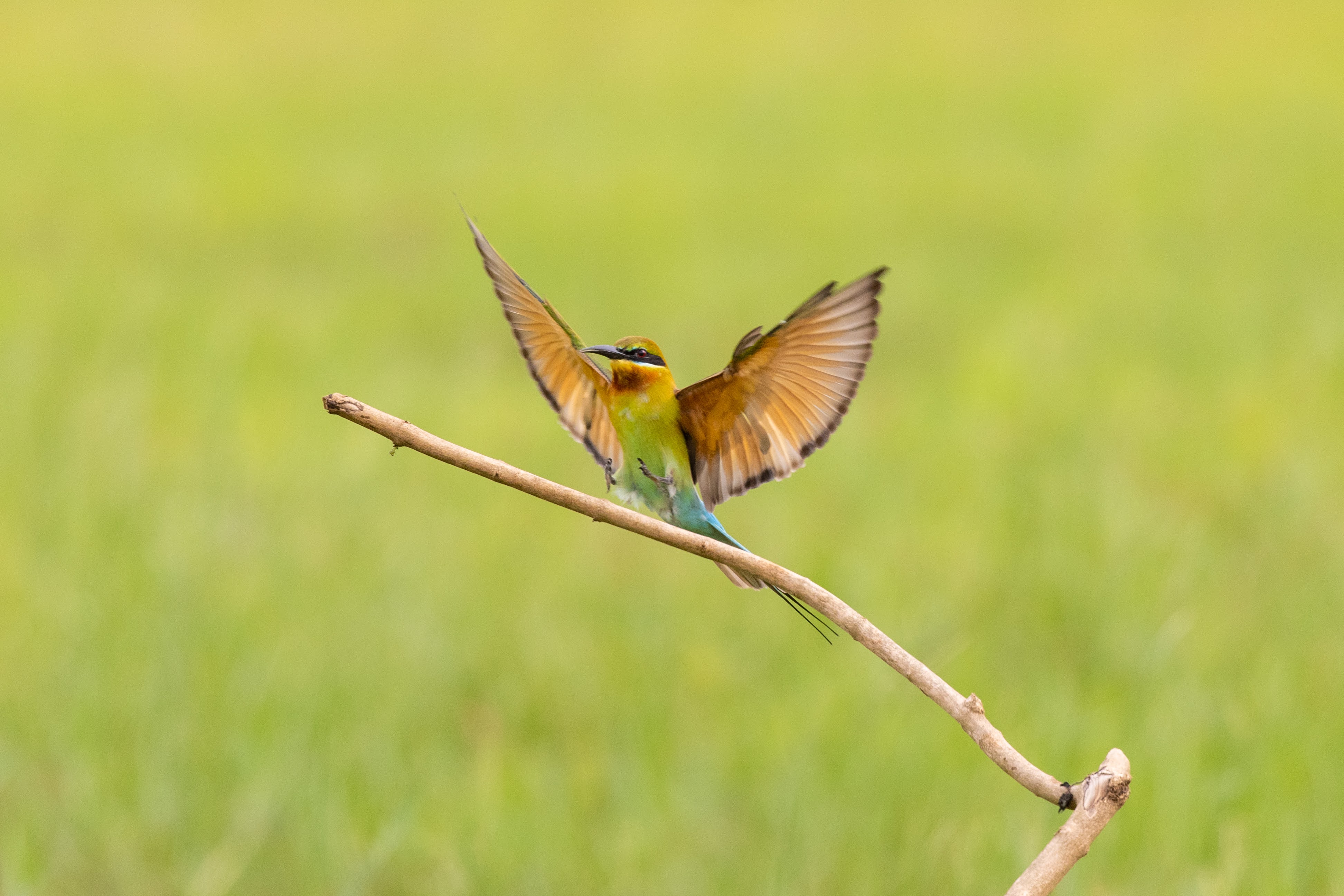 Birding Photography